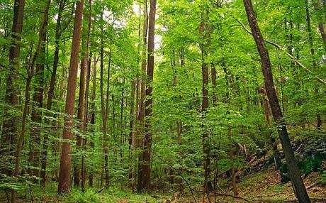 Hrvatske šume otpustile stotine radnika, a šefovi će dobiti milijune kuna!?